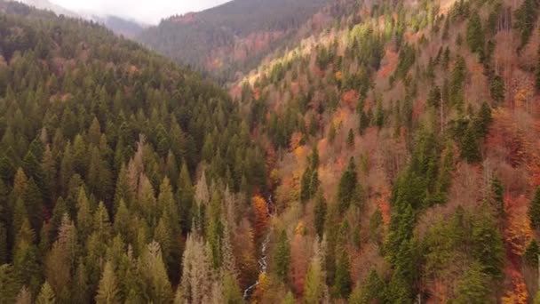 Vista Superior Floresta Outono Com Árvores Verdes Amarelas Nas Montanhas — Vídeo de Stock