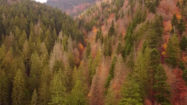 Vista Superior Floresta Outono Nas Montanhas Voo Sobre Vale Coberto — Vídeo de Stock