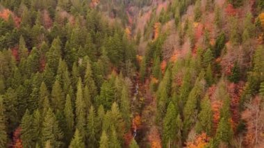 Sonbahar ormanındaki dağ kıvrımlı nehrin insansız hava aracı görüntüsü. Sonbahar manzarasında ters hareket eden İHA 'nın üst görüntüsü. Doğanın renkli manzarası, sonbaharda portakal yapraklı ağaçlar. Doğanın sonbahar renkleri. Ukrayna