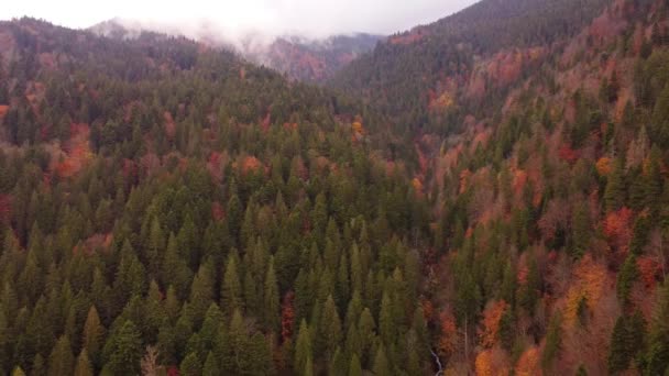 Őszi Erdő Hátterében Ködös Hegycsúcsok Légi Felvétel Fák Színes Őszi — Stock videók