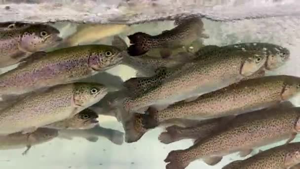 Grupa Pstrąga Tęczowego Pływa Akwarium Sklepie Świeże Żywe Ryby Supermarkecie — Wideo stockowe
