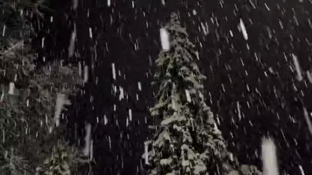 Śnieg Lesie Śnieg Lesie Nocy Tle Śnieżnej Choinki Noworoczny Nastrój — Wideo stockowe