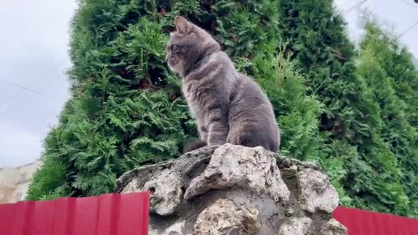 灰色のふわふわの猫は庭の石柱の上に高い位置に座り 雨の日に緑の木の背景を見回しています 灰色のイギリスの猫が雨のフェンスに座る — ストック動画