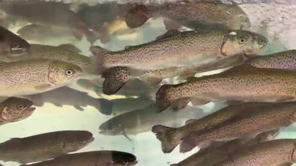 무지개 송어의 그룹은 상점에서 수족관에서 수영합니다 슈퍼마켓에서 신선한 살아있는 물고기 — 비디오
