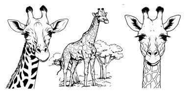 Beyaz arkaplanda izole edilmiş zürafa çizgi film çizimleri