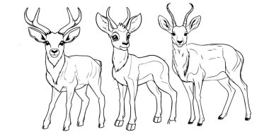 Elle çizilmiş geyik çizimi. siyah ve beyaz çizim, izole edilmiş.