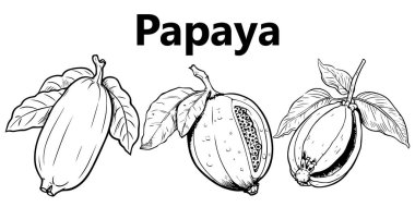 Papaya 'nın el çizimi