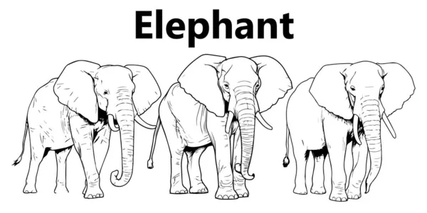 Farklı stillere sahip fil vektör kümesi