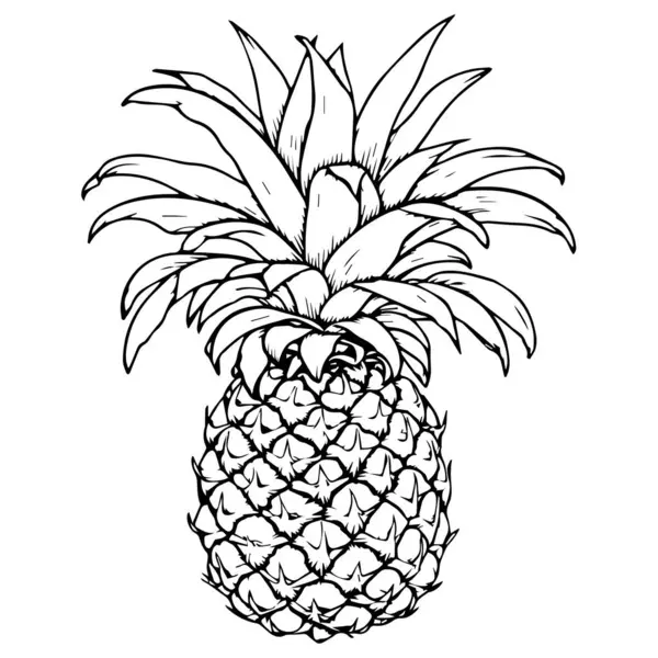 Ananas Con Foglie Illustrazione Vettoriale Disegnata Mano — Vettoriale Stock