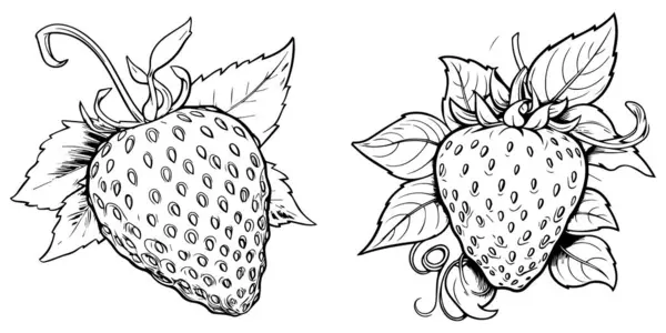 Çilek, çilek, çilek ve çilek setinin el çizimi çizimi.