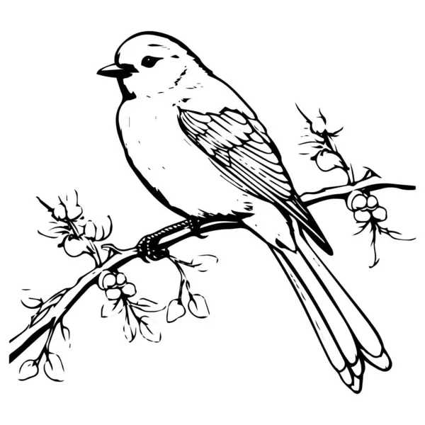 Ručně Kreslený Náčrt Ptáka Samostatný Vektor Bílém Pozadí — Stockový vektor
