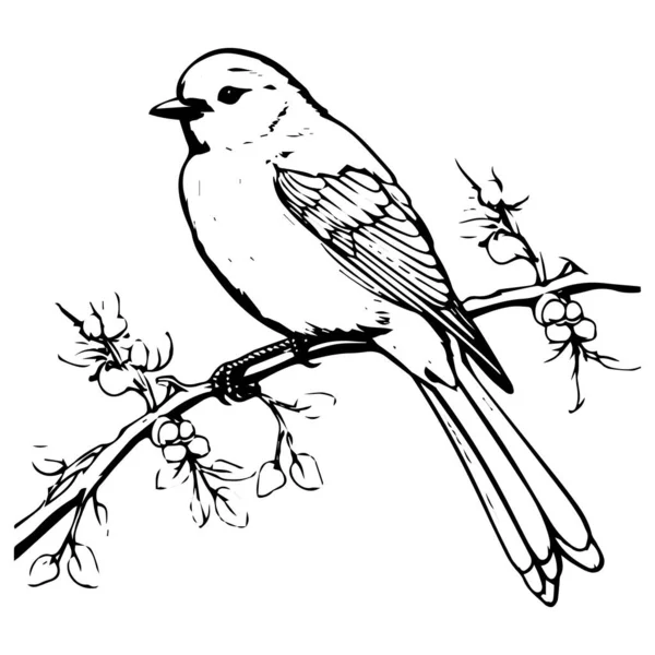 Çizimi Kuş Dalı — Stok Vektör