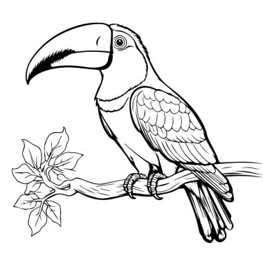 Papağan ve papağan boyama kitabı