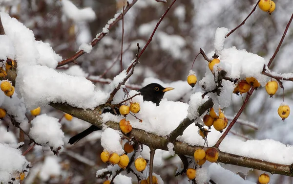 Blackbird Śnieżnym Drzewie — Zdjęcie stockowe
