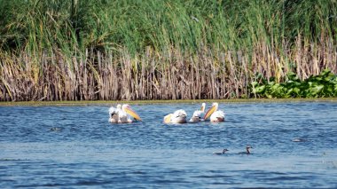 Beyaz Pelikan Danube Delta, Romanya 