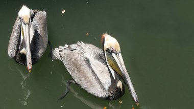 Suda yüzen beyaz bir pelikanın yakın plan fotoğrafı. 