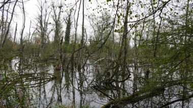 Ormanda doğa ve bitki örtüsü