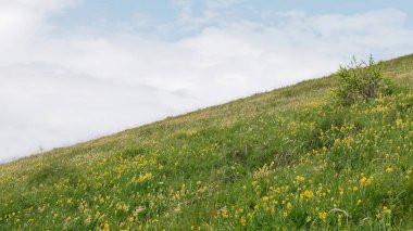 Vosges, Fransa 'daki güzel dağ manzarası