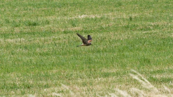 ファルコンは緑の草の中を飛んでいます — ストック写真