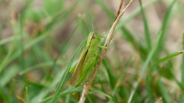 Çimlerin üzerinde oturan yeşil çekirgenin yakın görüntüsü