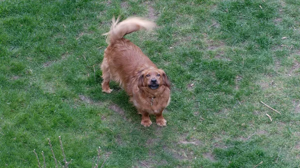 庭で茶色の犬 — ストック写真