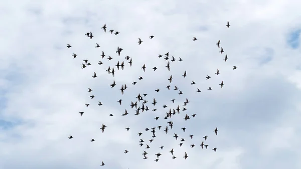 Stormo Uccelli Che Volano Contro Cielo Blu — Foto Stock