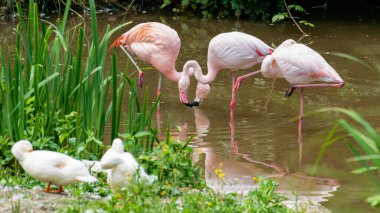 Gölette pembe flamingolar