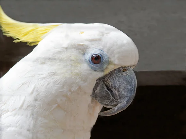 Portret Kakadu Żółtoczubego Ciemnym Tle — Zdjęcie stockowe