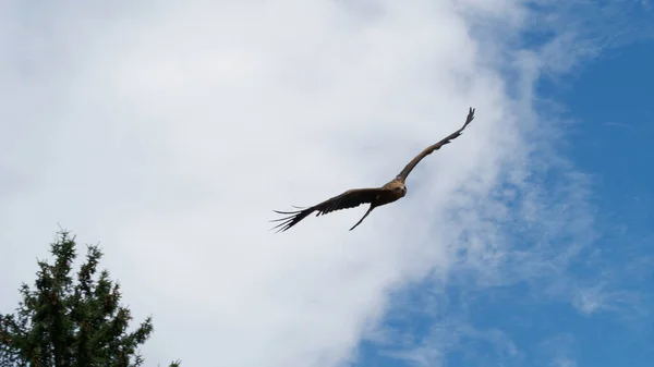 하늘에 대머리 독수리 — 스톡 사진