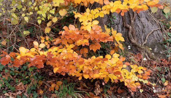 Beautiful Autumn Landscape Colorful Leaves — Stock Photo, Image