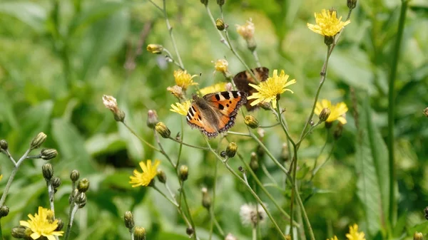 Красивая Бабочка Желтом Цветке — стоковое фото