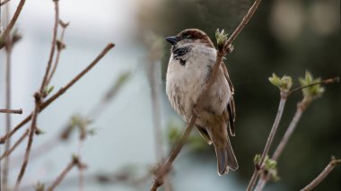 serçe sabah parktaki dalda