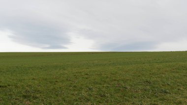 Yazın yeşil tarla