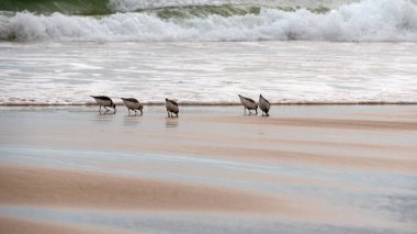Güney Portekiz 'deki Atlantik sahilindeki kuşlar.