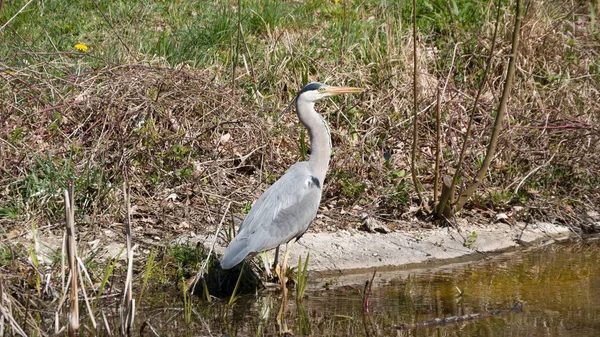 Grey Heron Swamp — Stock Photo, Image