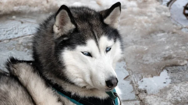 Mavi gözlü Sibirya Husky portresi