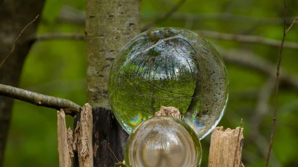 stock image Crystal ball in the forest