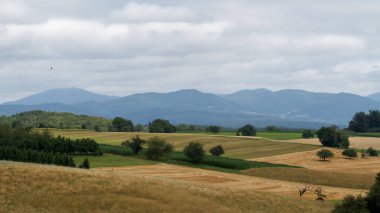 Bir dağ ve arka planda orman olan bir manzara.