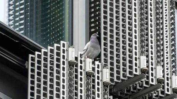 Pigeon on a facade