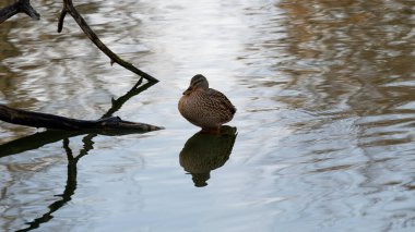 Gölde bir ördek oturuyor. Suda..