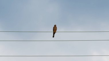 Bulutlu bir günde telin üzerinde bir şahin