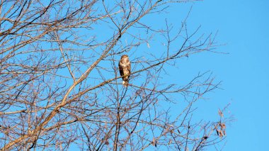 bir ağaç üzerinde kartal