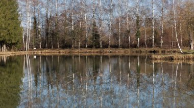 Gölün kıyısındaki huş ağaçları