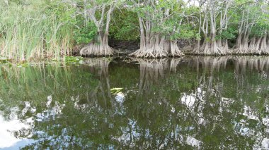 Ağaçlı bir su kütlesi