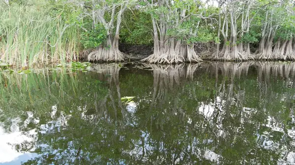 Ağaçlı bir su kütlesi