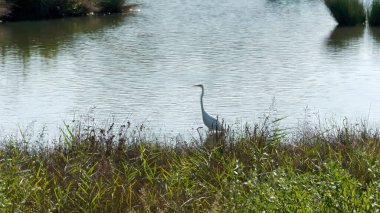 Balıkçıllar avlanma alanlarını gezerler.