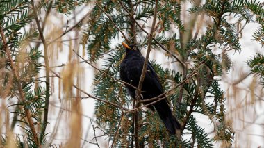 Ormanda yanıp sönen kuş