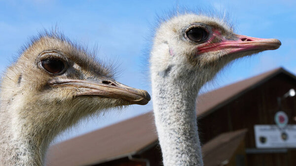 Two ostriches close up