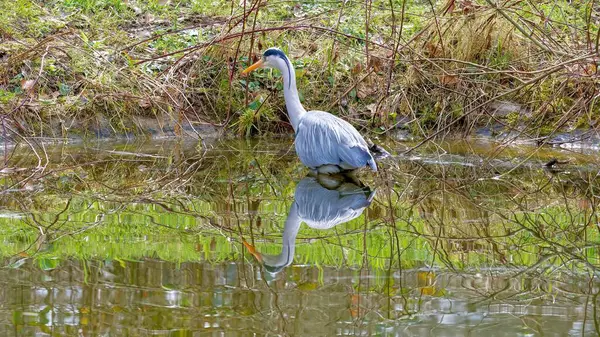 stock image great egret in the pond