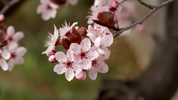 Bahçedeki güzel pembe çiçekler